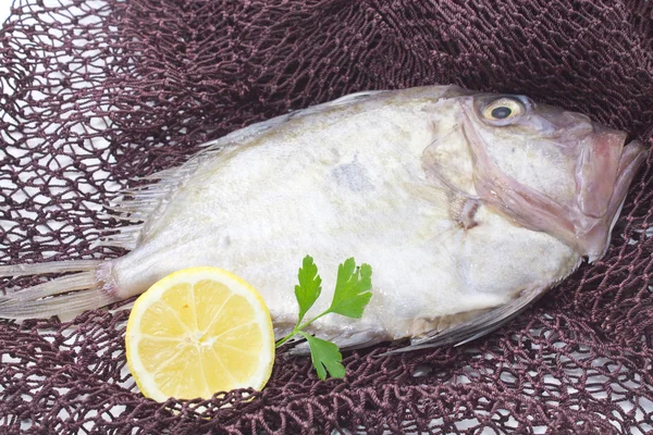 Färsk fisk isolerade — Stockfoto