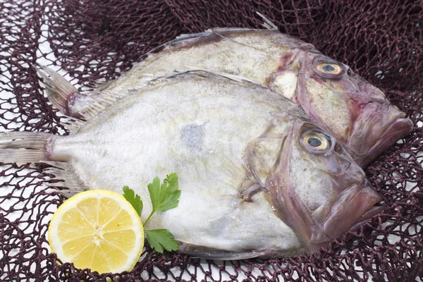 Frischer Fisch isoliert — Stockfoto