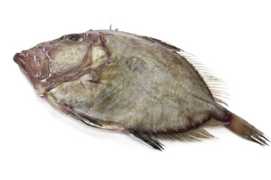 San pedro taze izole