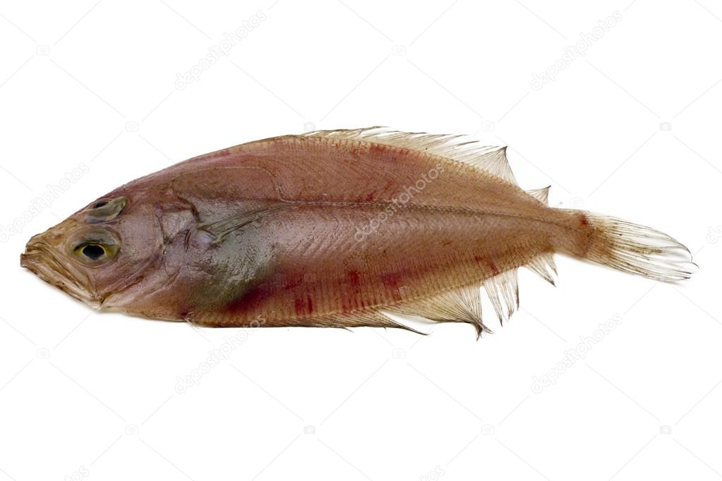 Fresh fish isolated