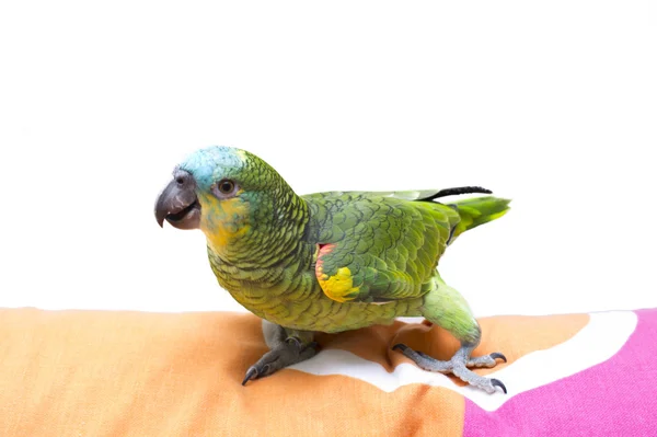 Elszigetelt papagáj — Stock Fotó