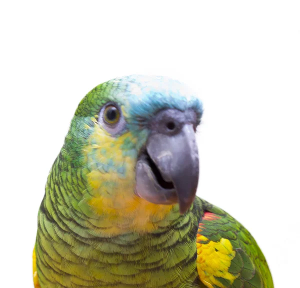 Papagei isoliert — Stockfoto