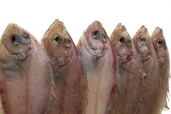 Ryby na białym tle — Zdjęcie stockowe