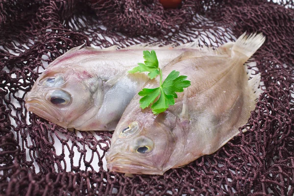 Frischer Fisch — Stockfoto