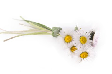 İzole papatyalardan buket