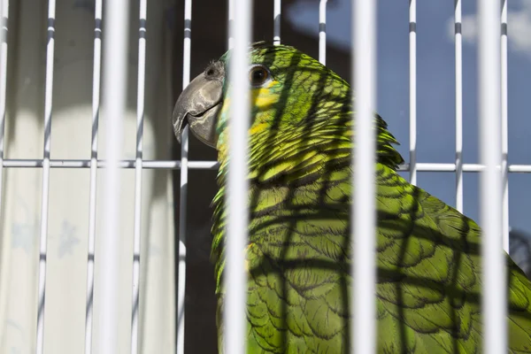 Papagei im Käfig — Stockfoto