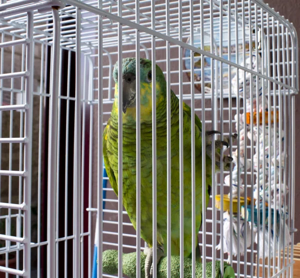 Ketrecbe zárt papagáj — Stock Fotó
