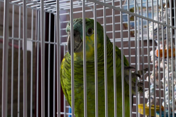 Ketrecbe zárt papagáj — Stock Fotó