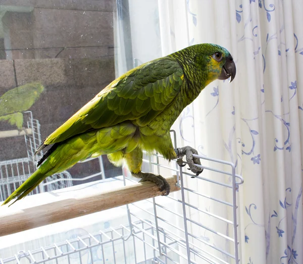 Parrot in terrraza — Stock Photo, Image