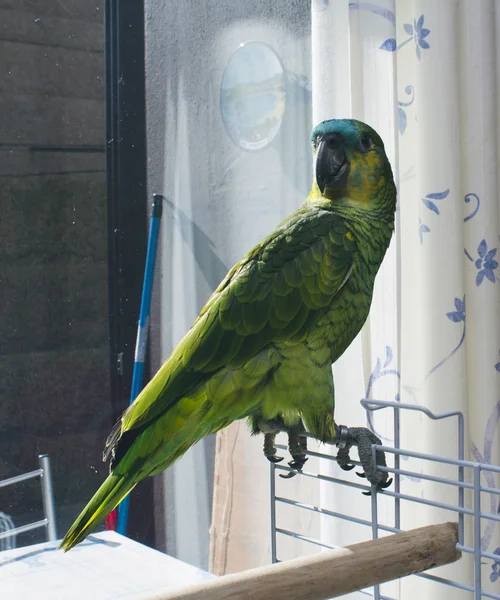 Parrot in terrraza — Stock Photo, Image