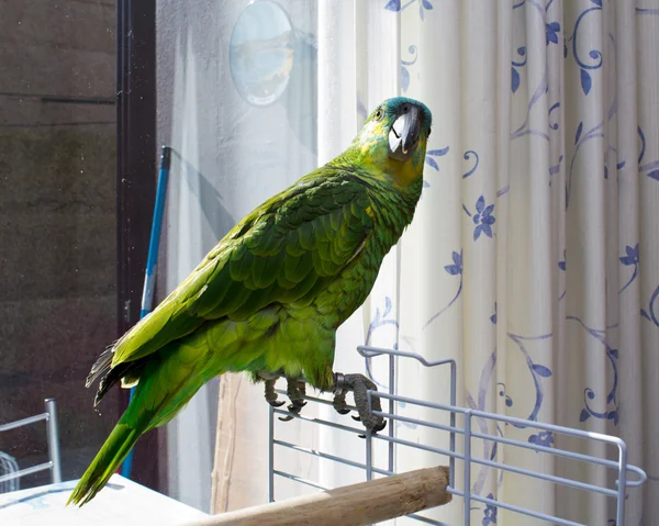 Παπαγάλος σε terrraza — Φωτογραφία Αρχείου