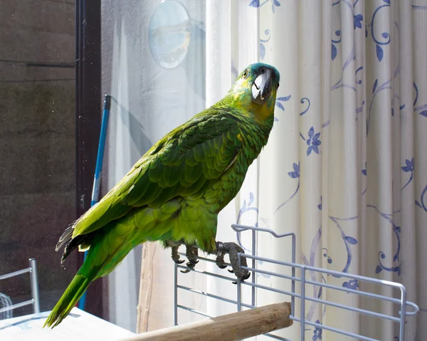 Loro en terrraza — Foto de Stock