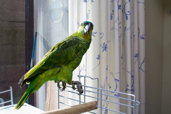 Parrot in terrraza — Stock Photo, Image