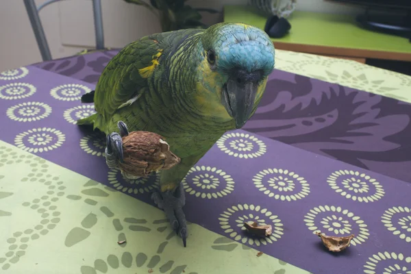 Papagaio comendo noz — Fotografia de Stock