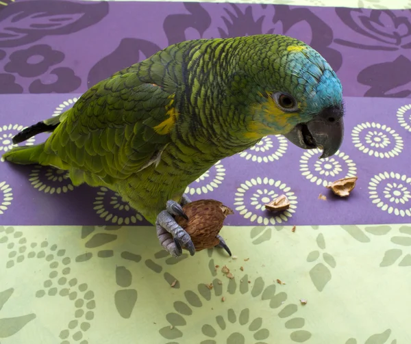 Papagei isst Nuss — Stockfoto