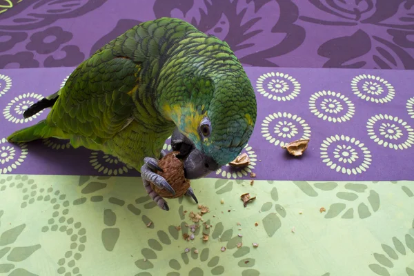 Papagaio comendo noz — Fotografia de Stock