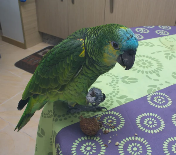 Papagei isst Nuss — Stockfoto