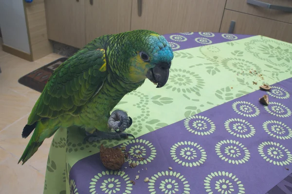 Papagaio comendo noz — Fotografia de Stock