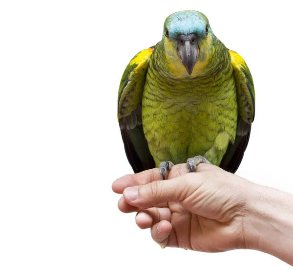 Papagei in der Hand isoliert — Stockfoto