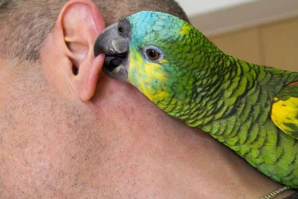 Homem com papagaio — Fotografia de Stock
