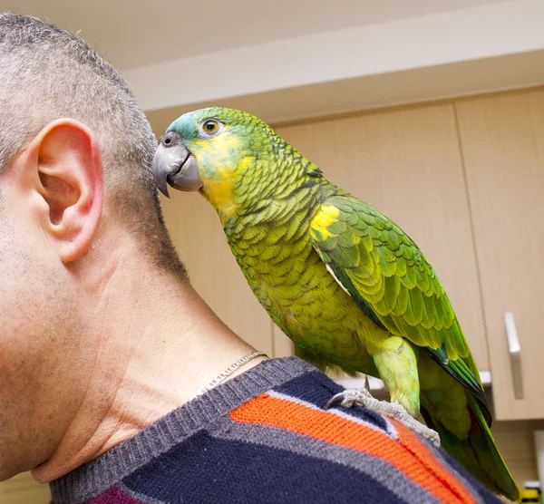 Man with parrot — Stock Photo, Image