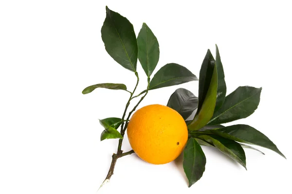 Orange z liści na białym tle — Zdjęcie stockowe