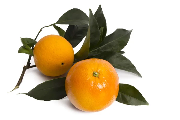 Orange isolated — Stock Photo, Image