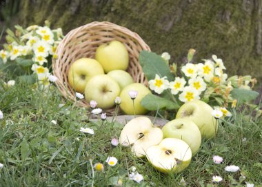 Yeşil elma ile hasır sepet