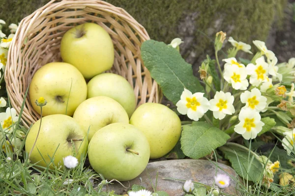 Wicker basket with green apples — Stock Photo, Image