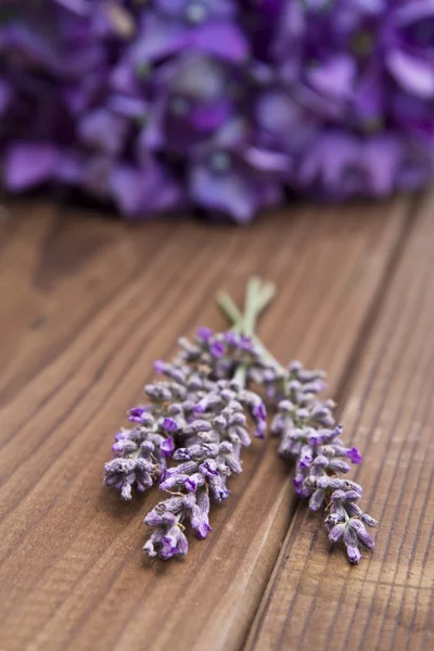 Lavendel — Stockfoto