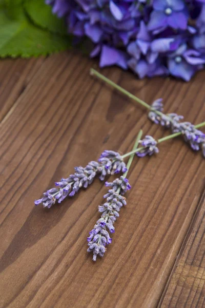 Lavendel — Stockfoto