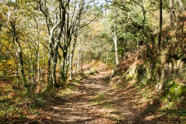 Sonbahar manzarası Ağaçlar ve altın kuru yapraklar
