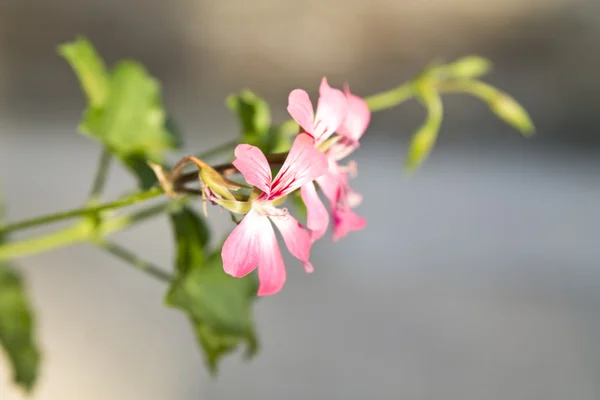 花とガーデニング — ストック写真