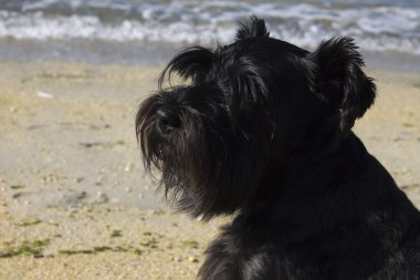 siyah köpek