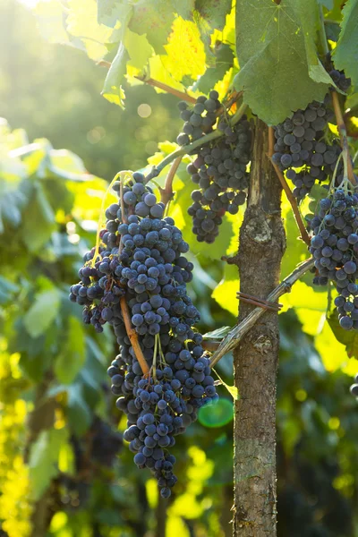 Uvas e vinhas — Fotografia de Stock