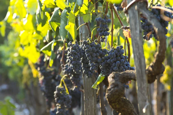 Druvor och vingårdar — Stockfoto