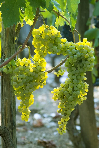 Uvas e vinhas — Fotografia de Stock