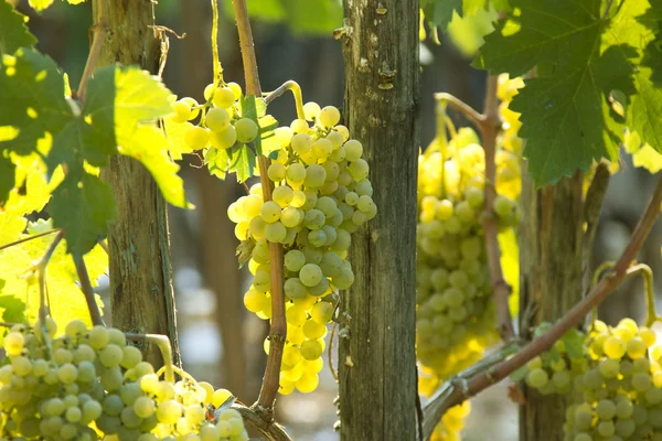 Uvas e vinhas — Fotografia de Stock