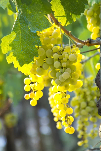Uvas e vinhas — Fotografia de Stock