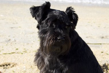 Schnauzer köpek açık havada