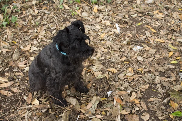 Schnauzer perro al aire libre — Foto de Stock