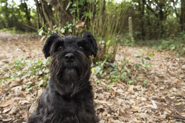 Schnauzer perro al aire libre — Foto de Stock