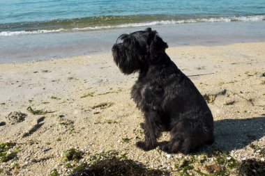 Sahilde siyah köpek