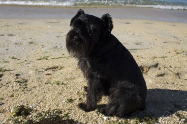 Sahilde siyah köpek