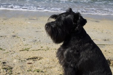 Sahilde siyah köpek