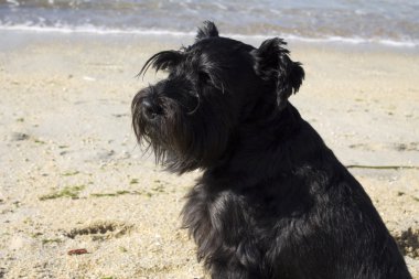 Sahilde siyah köpek