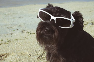 Sahilde siyah köpek