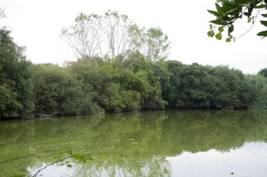 büyük gölde ördek