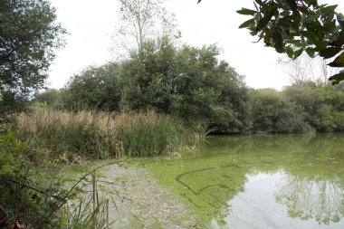 büyük gölde ördek