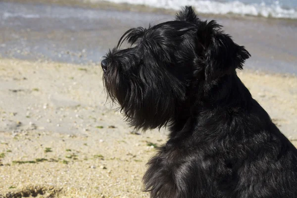 ビーチで黒犬 — ストック写真
